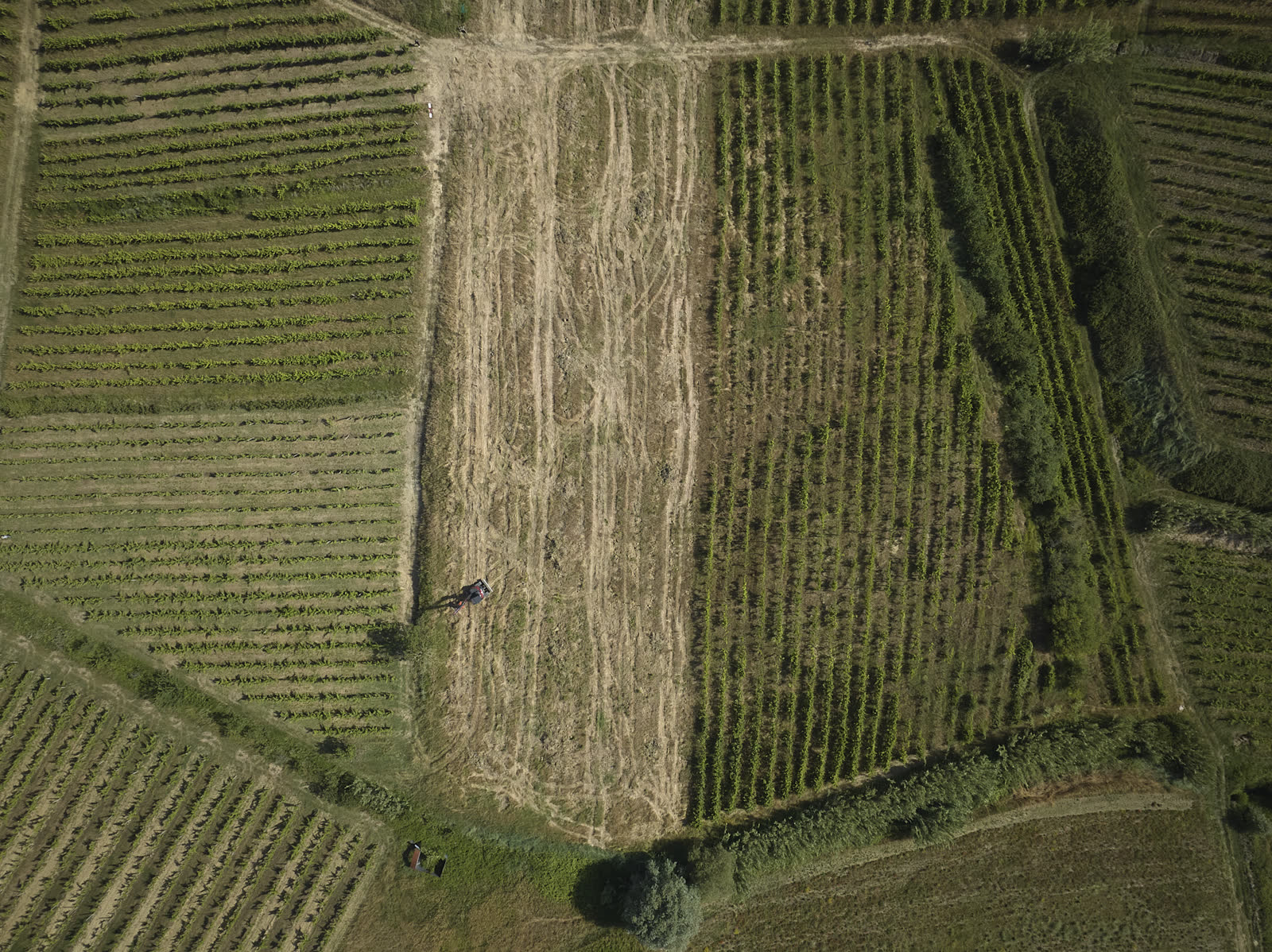 Bonifica Vigna a Santo Pietro